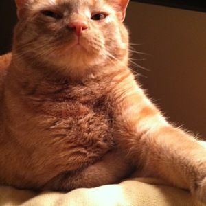 Meet your Posher, Tommy